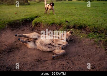 Un âne de poulain très mignon est assis dans un lit de ruisseau séché dans la Nouvelle forêt avec le rouleau occasionnel dans la boue sèche et poussiéreuse. (ensemble d'images) Banque D'Images