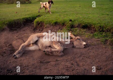 Un âne de poulain très mignon est assis dans un lit de ruisseau séché dans la Nouvelle forêt avec le rouleau occasionnel dans la boue sèche et poussiéreuse. (ensemble d'images) Banque D'Images