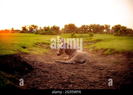 Un âne de poulain très mignon est assis dans un lit de ruisseau séché dans la Nouvelle forêt avec le rouleau occasionnel dans la boue sèche et poussiéreuse. (ensemble d'images) Banque D'Images