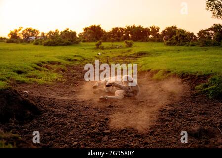Un âne de poulain très mignon est assis dans un lit de ruisseau séché dans la Nouvelle forêt avec le rouleau occasionnel dans la boue sèche et poussiéreuse. (ensemble d'images) Banque D'Images