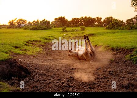 Un âne de poulain très mignon est assis dans un lit de ruisseau séché dans la Nouvelle forêt avec le rouleau occasionnel dans la boue sèche et poussiéreuse. (ensemble d'images) Banque D'Images