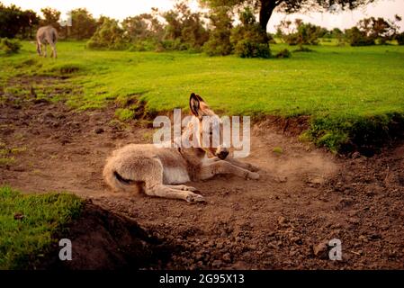 Un âne de poulain très mignon est assis dans un lit de ruisseau séché dans la Nouvelle forêt avec le rouleau occasionnel dans la boue sèche et poussiéreuse. (ensemble d'images) Banque D'Images