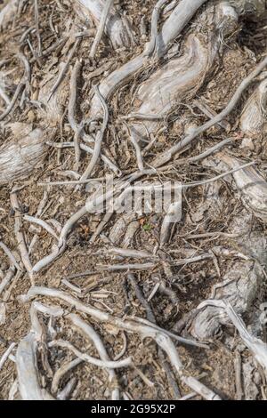 Résumé mort Ivy / Hedera hélice tiges ou vignes enveloppées rond tronc d'arbre abattu couché sur le sol. Pour les plantes abstraites, contrôler l'ivie, accrochant Banque D'Images