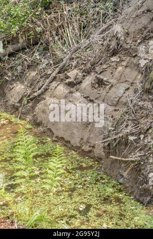 Section du canal de drainage agricole récemment dégagé le jour ensoleillé. Pour le contrôle des crues, le drainage des terres, la gestion des eaux de fuite, le drainage des champs. Banque D'Images