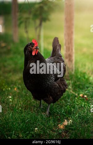 Poulet Australorp debout dans l'herbe Banque D'Images