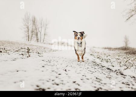 Blue Merle Berger australien qui se dirige vers l'appareil photo en chute de neige Banque D'Images