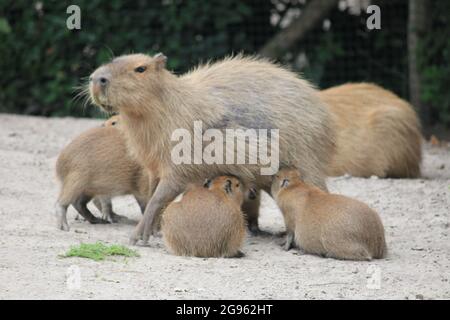 Cabybara dans le zoo d'Overloon aux pays-Bas Banque D'Images