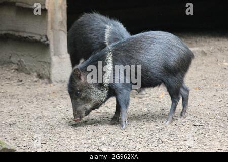 Peccarie à col dans le zoo d'Overloon aux pays-Bas Banque D'Images