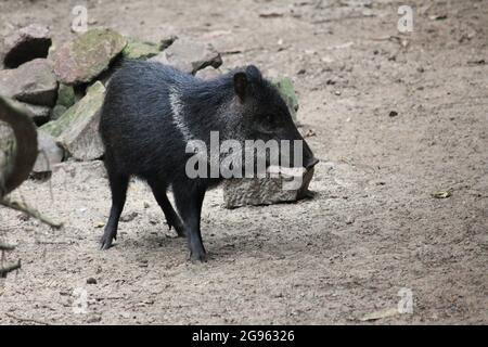 Peccarie à col dans le zoo d'Overloon aux pays-Bas Banque D'Images