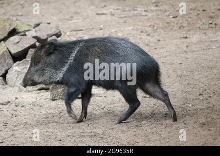 Peccarie à col dans le zoo d'Overloon aux pays-Bas Banque D'Images