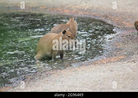 Cabybara dans le zoo d'Overloon aux pays-Bas Banque D'Images