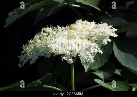 Aîné, sureau, aîné noir, Schwarzer Holunder, sureau noir, Sambucus nigra, fekete bodza, Budapest, Hongrie, Magyarország, Europe Banque D'Images