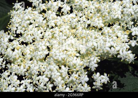 Aîné, sureau, aîné noir, Schwarzer Holunder, sureau noir, Sambucus nigra, fekete bodza, Budapest, Hongrie, Magyarország, Europe Banque D'Images