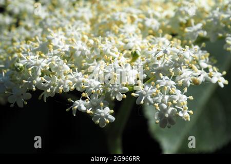 Aîné, sureau, noir aîné, Schwarzer Holunder, Sambucus nigra, fekete bodza, Budapest, Hongrie, Magyarország, Europe Banque D'Images