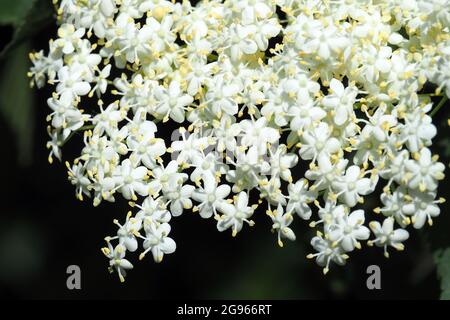 Aîné, sureau, aîné noir, Schwarzer Holunder, sureau noir, Sambucus nigra, fekete bodza, Budapest, Hongrie, Magyarország, Europe Banque D'Images