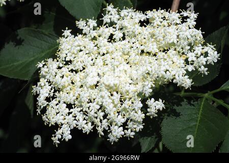 Aîné, sureau, aîné noir, Schwarzer Holunder, sureau noir, Sambucus nigra, fekete bodza, Budapest, Hongrie, Magyarország, Europe Banque D'Images