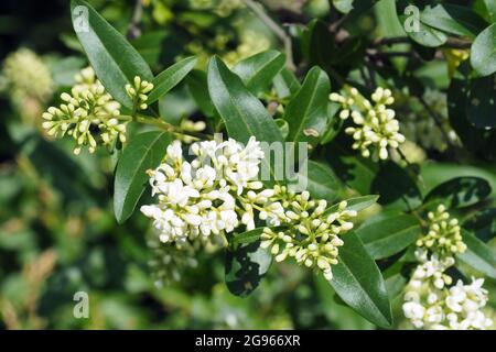 Privé commun ou privé européen, Gewöhnlicher Liguster, Ligustrum vulgare, közönséges fagyal, Budapest, Hongrie, Magyarország, Europe Banque D'Images