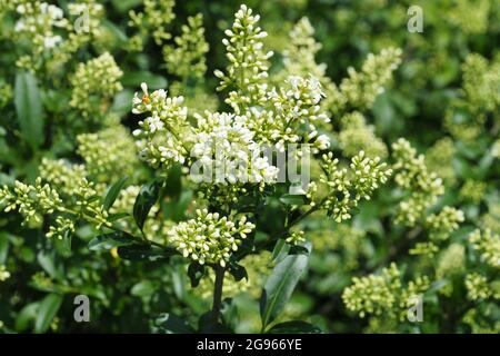 Privé commun ou privé européen, Gewöhnlicher Liguster, Ligustrum vulgare, közönséges fagyal, Budapest, Hongrie, Magyarország, Europe Banque D'Images