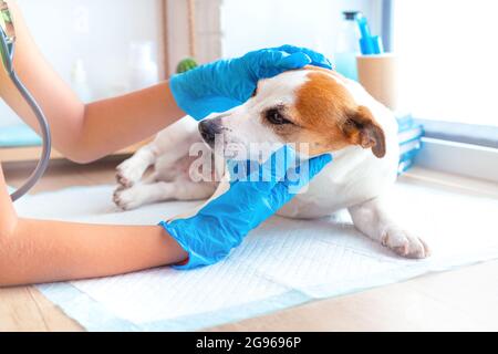 Un vétérinaire en gants bleus examine la tête d'un chien Jack Russell Terrier, vérifie son audition et sa vision. Dentiste d'animaux de compagnie. Concept de soins de santé pour animaux de compagnie Banque D'Images