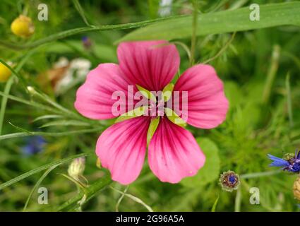 Le moût de malope trifida, le malope annuel, le maloppi, le malope pourpre espagnol est une espèce de malope originaire de la Méditerranée occidentale. Banque D'Images