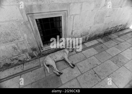 Chien couché sur le trottoir Banque D'Images