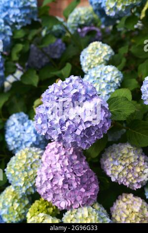 Grandes fleurs multicolores sur un buisson d'hortensia. Gros plan Banque D'Images