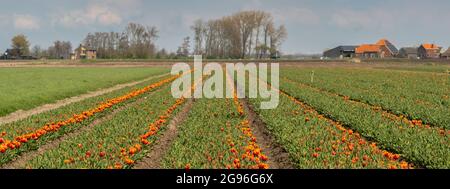 Tulipes rouges-jaunes dans un champ avec des arbres et des fermes à l'horizon. Panorama à prise unique. Région Hoorn, West-friesland, Nord-Holland, pays-Bas Banque D'Images
