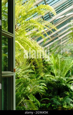 Vue sur la porte ouverte et la serre avec divers palmiers de fougères et d'autres plantes tropicales par temps ensoleillé Banque D'Images