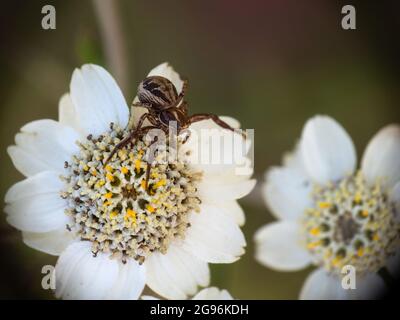 Araignée de crabe commune Xysticus cristatus sur la fleur d'éternuement Achillea ptarmica. Banque D'Images