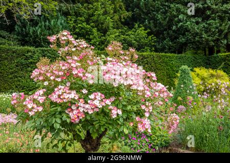 Petit rosier rose à fleurs dans un jardin herbacé frontière. Banque D'Images