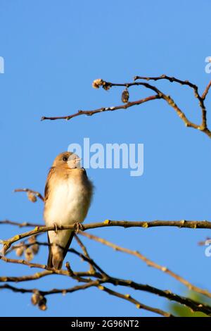 Swallow à ailes rugueuses (Stelgidopteryx serripennis), réserve naturelle nationale d'Ankeny, Oregon Banque D'Images