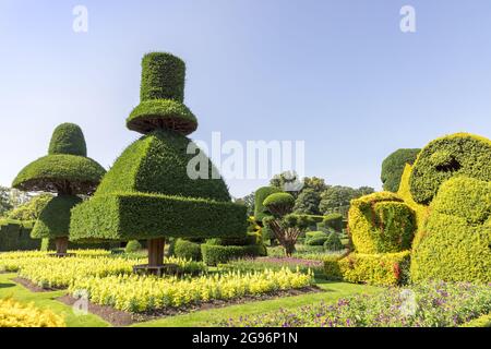 Des plantes aux formes fantastiques dans le plus ancien parc topiaire du monde, le Levens Hall de Cumbria, Royaume-Uni. Banque D'Images