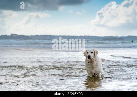 Labrador retriever de blanc, brun, couleur ocre, jouer et courir sur la plage, et barboter dans l'eau avec les vagues de la mer Banque D'Images