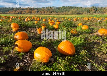 Citrouilles mûres poussant dans un champ agricole de la vallée de Snoqualmie, dans l'État de Washington. Ces légumes vous feront vivre une joie festive dans la région de Seattle Banque D'Images