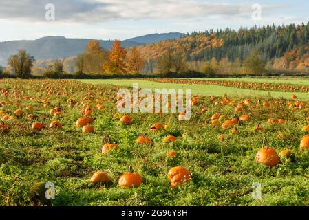 Citrouilles à l'orange mûres qui poussent dans la vallée de Snoqualmie, dans l'État de Washington. Les arbres éloignés sont un éclat avec des couleurs d'automne Banque D'Images