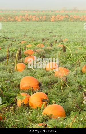 Champ de citrouilles mûres poussant sur une ferme dans la vallée de Snoqualmie, dans l'ouest de l'État de Washington, en automne. Banque D'Images