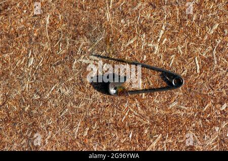 Une goupille de sécurité rouillée sur panneau de particules pour papier peint. Banque D'Images