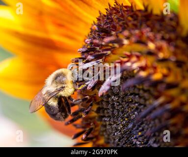 Gros plan d'une abeille bourdonneuse recouverte de grains de pollen jaune à un tournesol. Banque D'Images