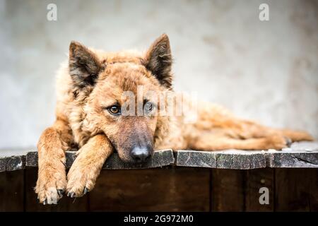 Ancien chien de berger allemand (Westerwälder Kuhhhhhund) Banque D'Images