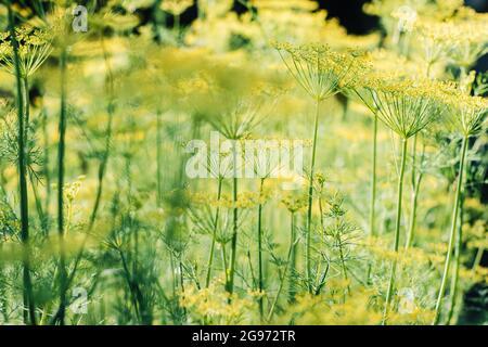 Parapluie à l'arrière de l'hôtel, gros plan. Plante de jardin, aneth parfumé poussant dans le jardin. Banque D'Images