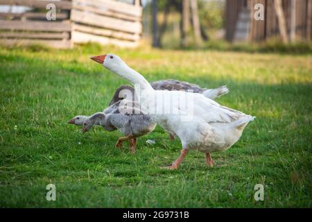 Troupeau d'oies, famille des oies de la race 'Österreichische Landgans', une espèce d'oies en voie de disparition originaire d'Autriche Banque D'Images