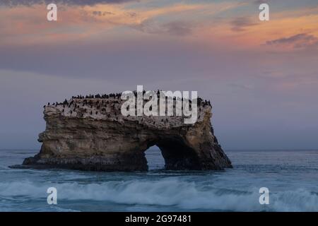 Cormorans perchés sur le dernier pont naturel restant au coucher du soleil. Natural Bridges State Beach, Santa Cruz, Californie, États-Unis. Banque D'Images