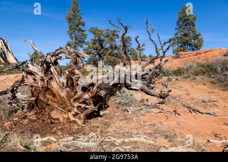 Un vieux arbre déraciné dont les racines s'étendent sur une surface de roche dure et qui n'a pas pu s'ancrer correctement pour rester en vie dans le parc national de Zion Banque D'Images