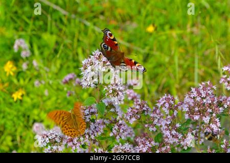 Paon et papillons fritillaires lavés à l'argent sur marjolaine sauvage dans une zone sauvage près de la vieille maison de Charles Darwin à Downe, Kent, Angleterre, Royaume-Uni Banque D'Images
