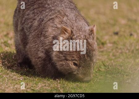 Wombat commune, Kangaroo Valley, Nouvelle-Galles du Sud, Australie Banque D'Images