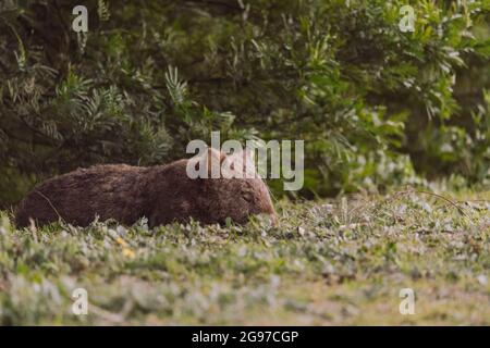 Wombat commune, Kangaroo Valley, Nouvelle-Galles du Sud, Australie Banque D'Images