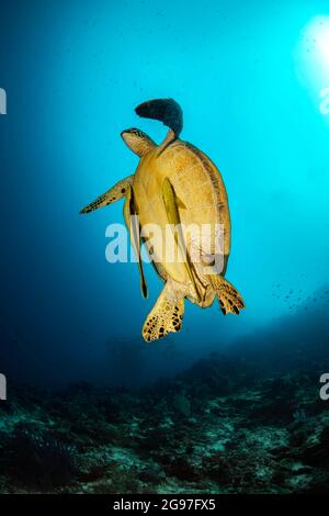 Deux sharksuckers, ou remora, Echeneis naucrates, s'accrochent au dessous de cette tortue de mer verte, Chelonia mydas, une espèce en voie de disparition, alors que moi Banque D'Images