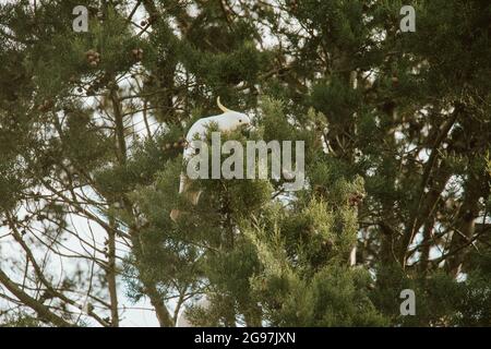 Blanc Cockatoo oiseau assis dans un arbre. Banque D'Images
