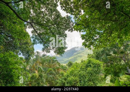 Lantau Island Jungle, Hong Kong. (Juillet 2021) Banque D'Images