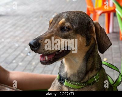 Portrait d'un chien heureux avec Green Leech jouant à l'extérieur avec les mains des femmes Banque D'Images